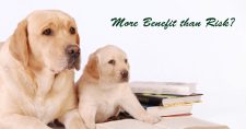 Do Pets Increase Fall Risk in the Elderly? Picture of a tan colored adult dog and a tan colored puppy .