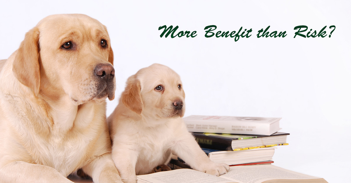 Do Pets Increase Fall Risk in the Elderly? Picture of a tan colored adult dog and a tan colored puppy .